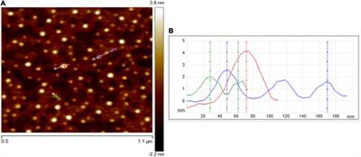 One-Pot Microwave-Assisted Synthesis of Carbon Dots and in vivo and in vitro Antimicrobial Photodynamic Applications